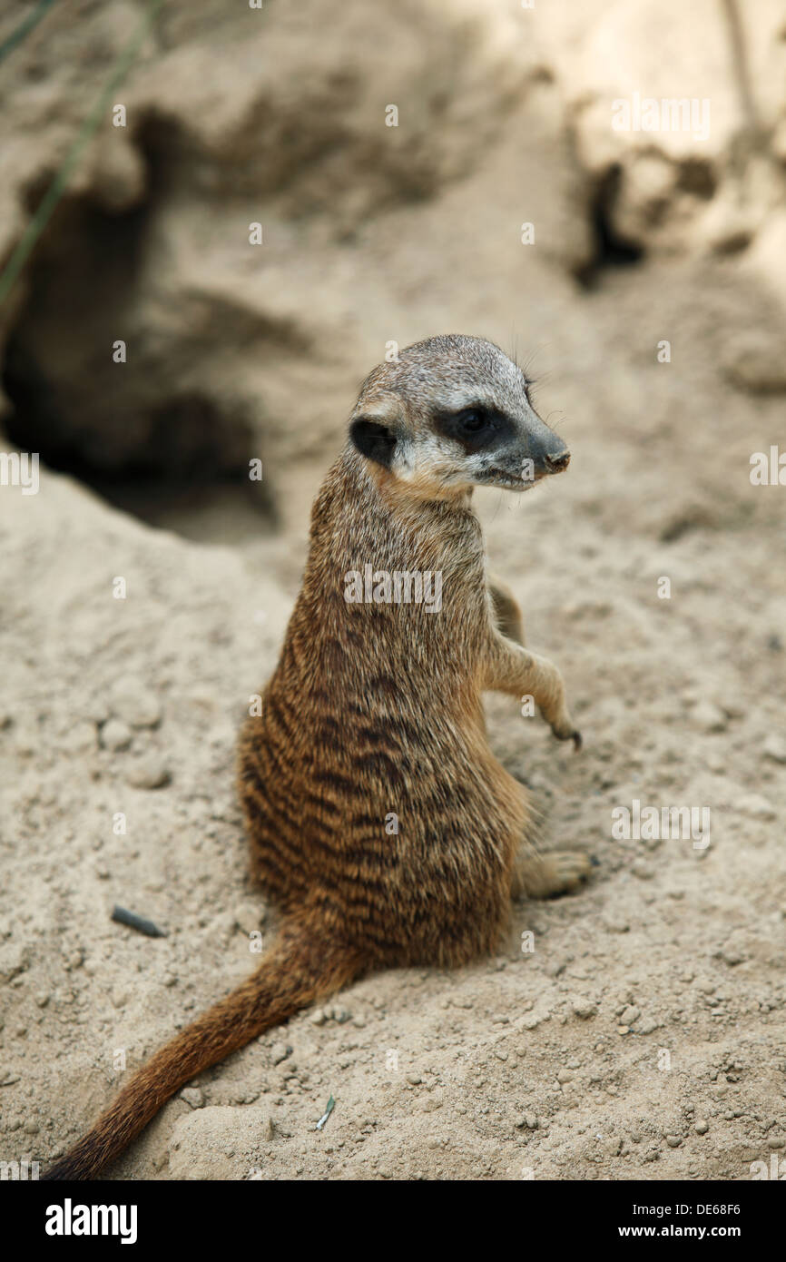 D-Bochum, Ruhrgebiet, Westfalen, Nordrhein Westfalen, NRW, Tierpark und Fossilium Bochum, Erdmännchen, Suricata Stockfoto