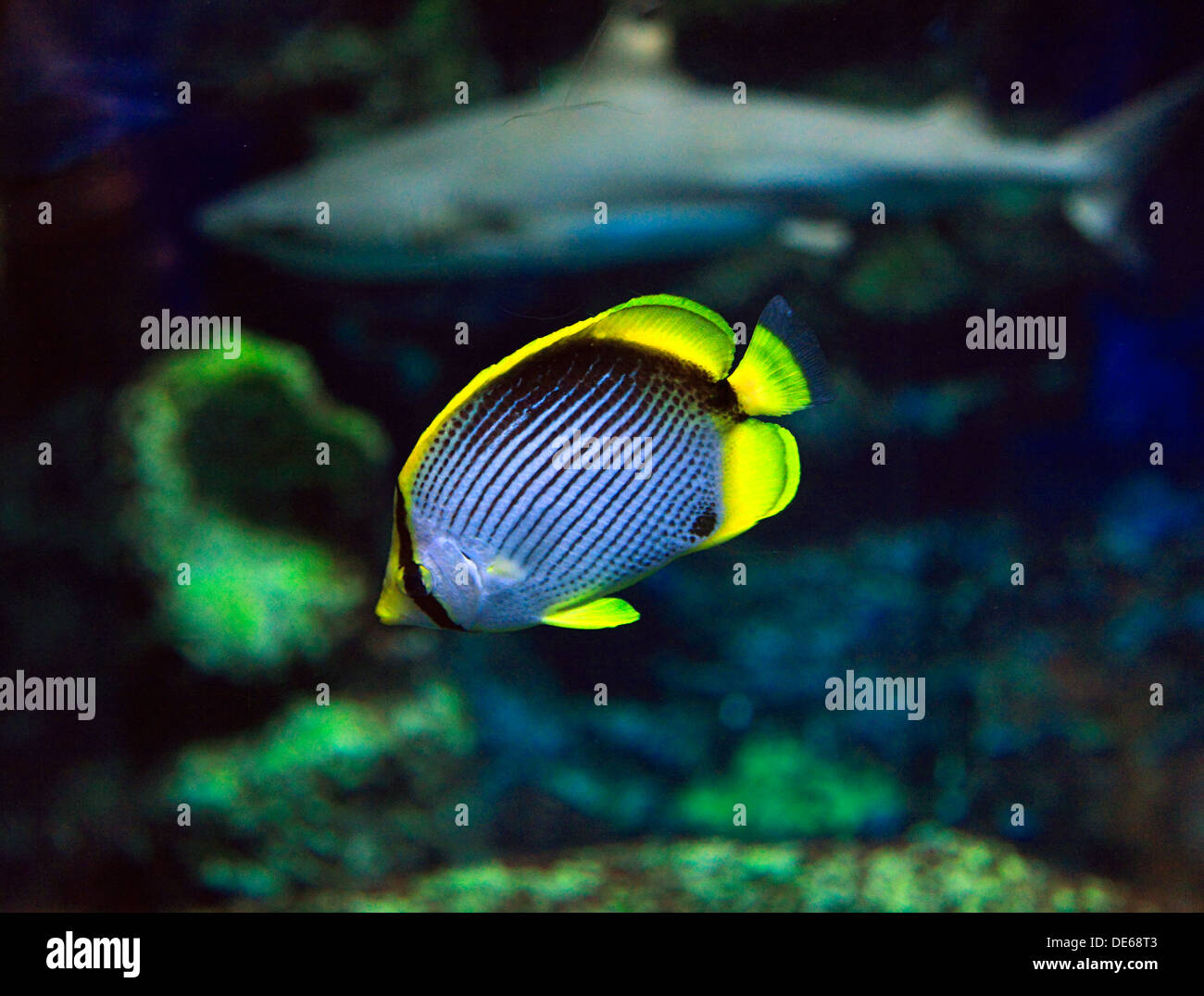 D-Bochum, Ruhrgebiet, Westfalen, Nordrhein Westfalen, NRW, Tierpark und Fossilium Bochum, Schwarzrücken Butterflyfish, Chaetodontidae Melannotus, im Hintergrund ein Hai Stockfoto