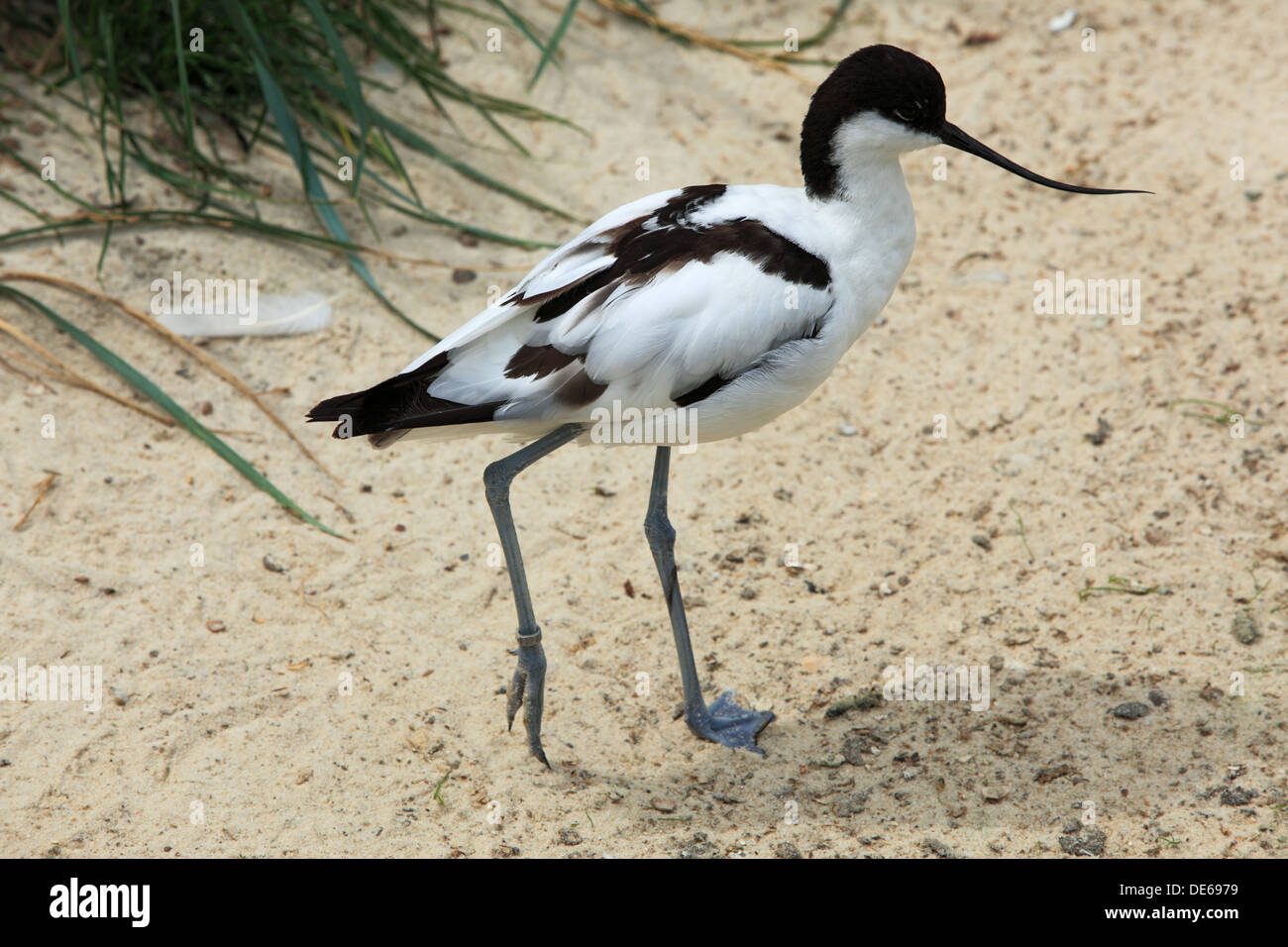 D-Bochum, Ruhrgebiet, Westfalen, Nordrhein Westfalen, NRW, Tierpark und Fossilium Bochum, Pied Avocet Recurvirostra avosetta Stockfoto