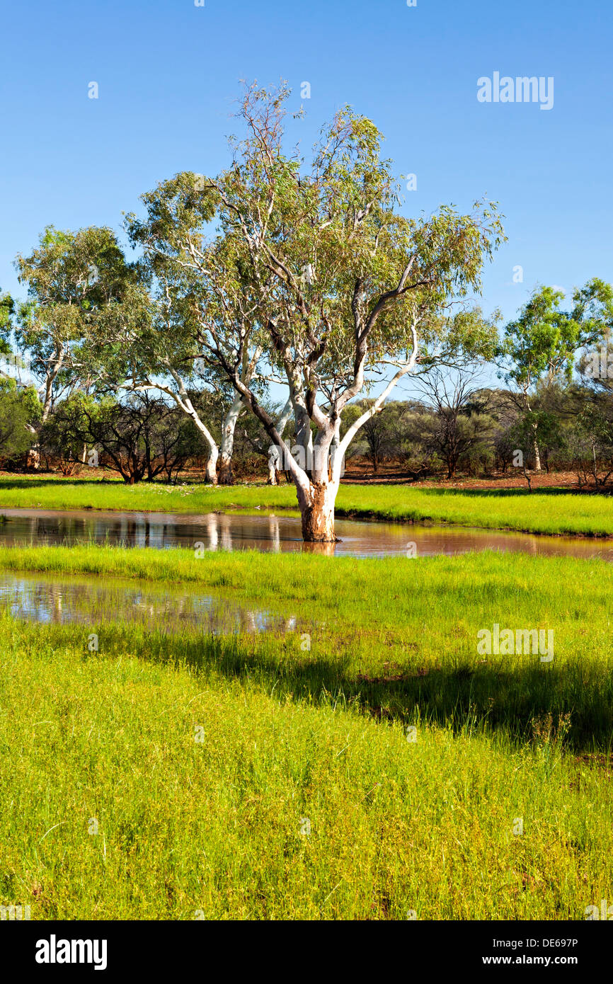 Wasser bedeckt Landschaft nach Starkregen, Pilbara-Region Nordwest Australien Stockfoto