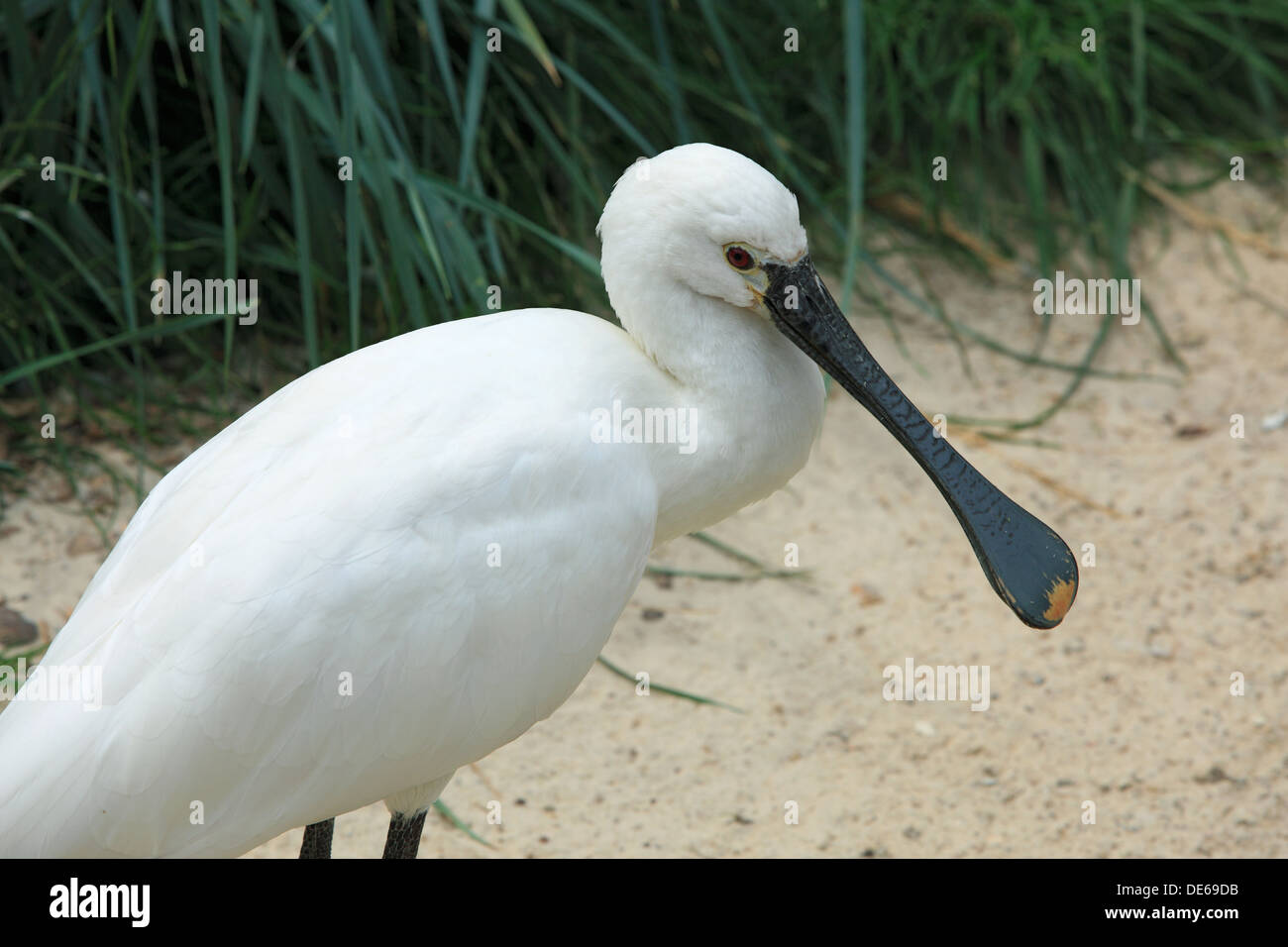 D-Bochum, Ruhrgebiet, Westfalen, Nordrhein Westfalen, NRW, Tierpark und Fossilium Bochum, eurasische Löffler, Platalea leucorodia Stockfoto