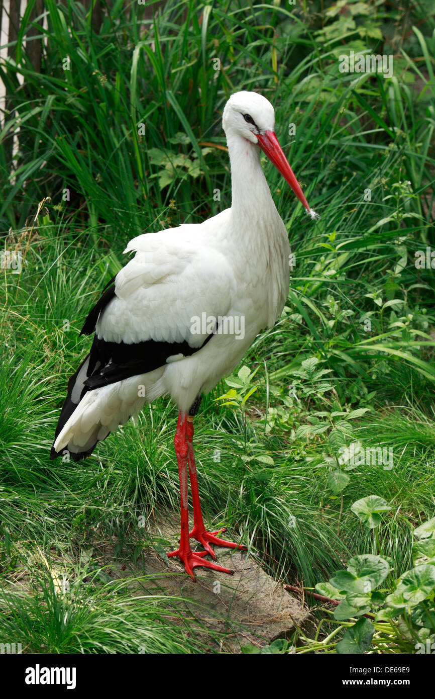 D-Bochum, Ruhrgebiet, Westfalen, Nordrhein Westfalen, NRW, Tierpark und Fossilium Bochum, Weißstorch, Ciconia ciconia Stockfoto