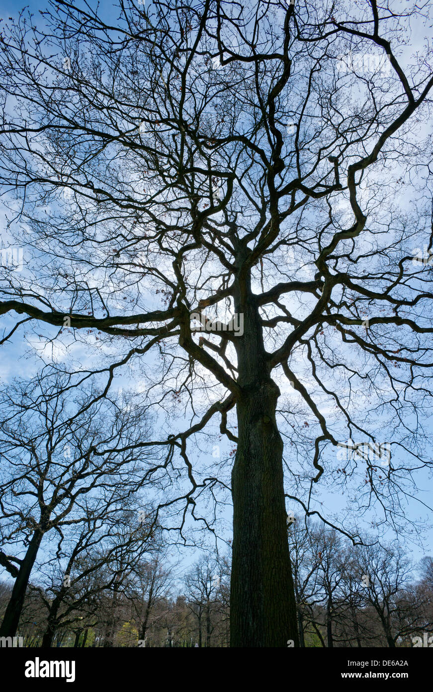 Hamburg, Deutschland, Silhouette eines kahlen Baumes im öffentlichen Park in Hamburg Stockfoto