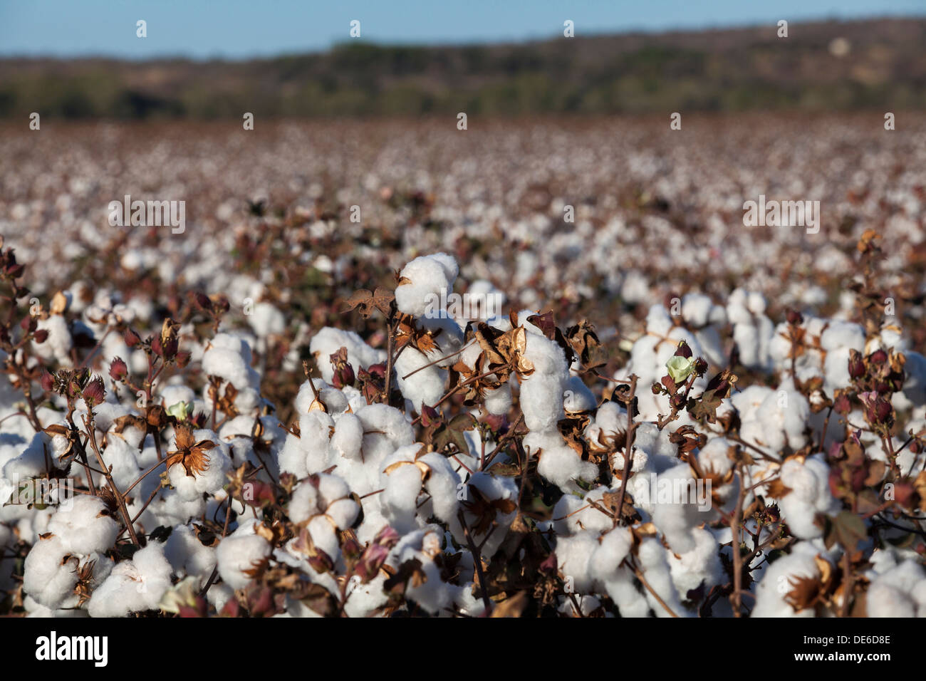 Ein Bereich der Baumwollpflanzen reif für die Ernte Stockfoto