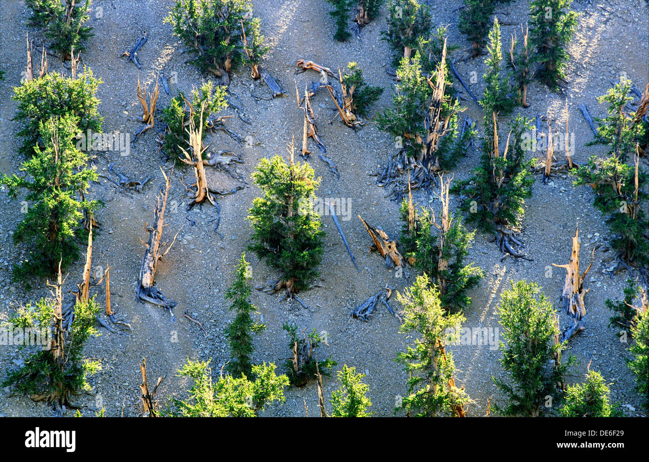 Bristlecone Kiefern im Inyo National Forest Park in der Nähe von Big Pine, Kalifornien, USA. Eines der am längsten lebenden Organismen auf der Erde Stockfoto