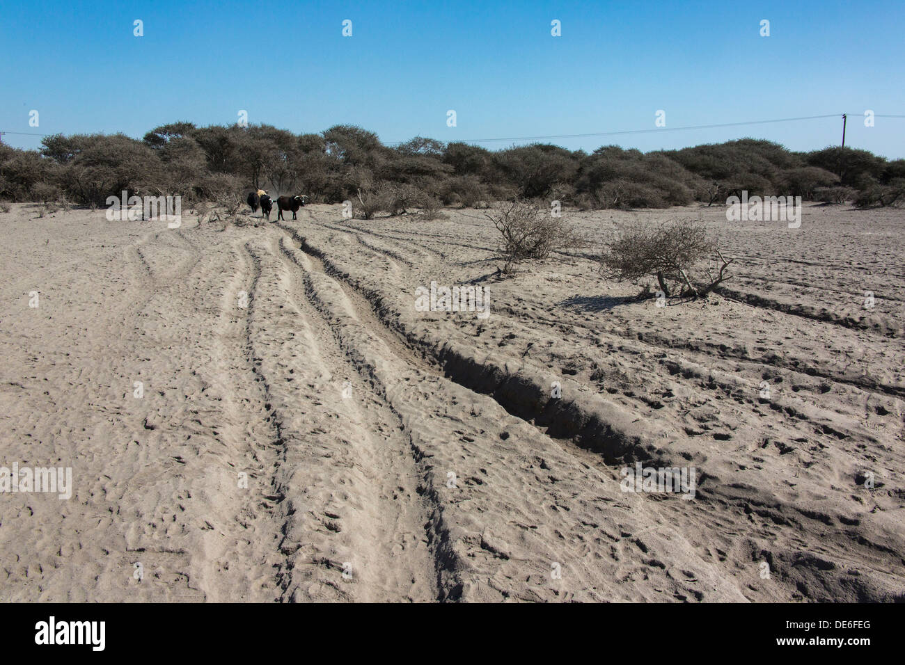 Rinder, die zu Fuß auf einen staubigen ausgetretenen Pfad in Richtung Wasser in die zentrale Kalahari Stockfoto