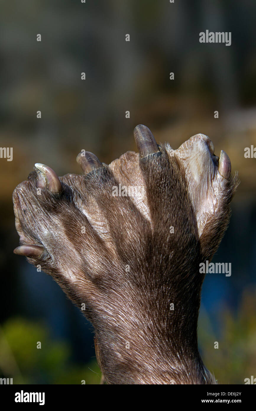 Europäischer Biber (Castor Fiber) Nahaufnahme von Schwimmhäuten Pfote Hinterbein Stockfoto