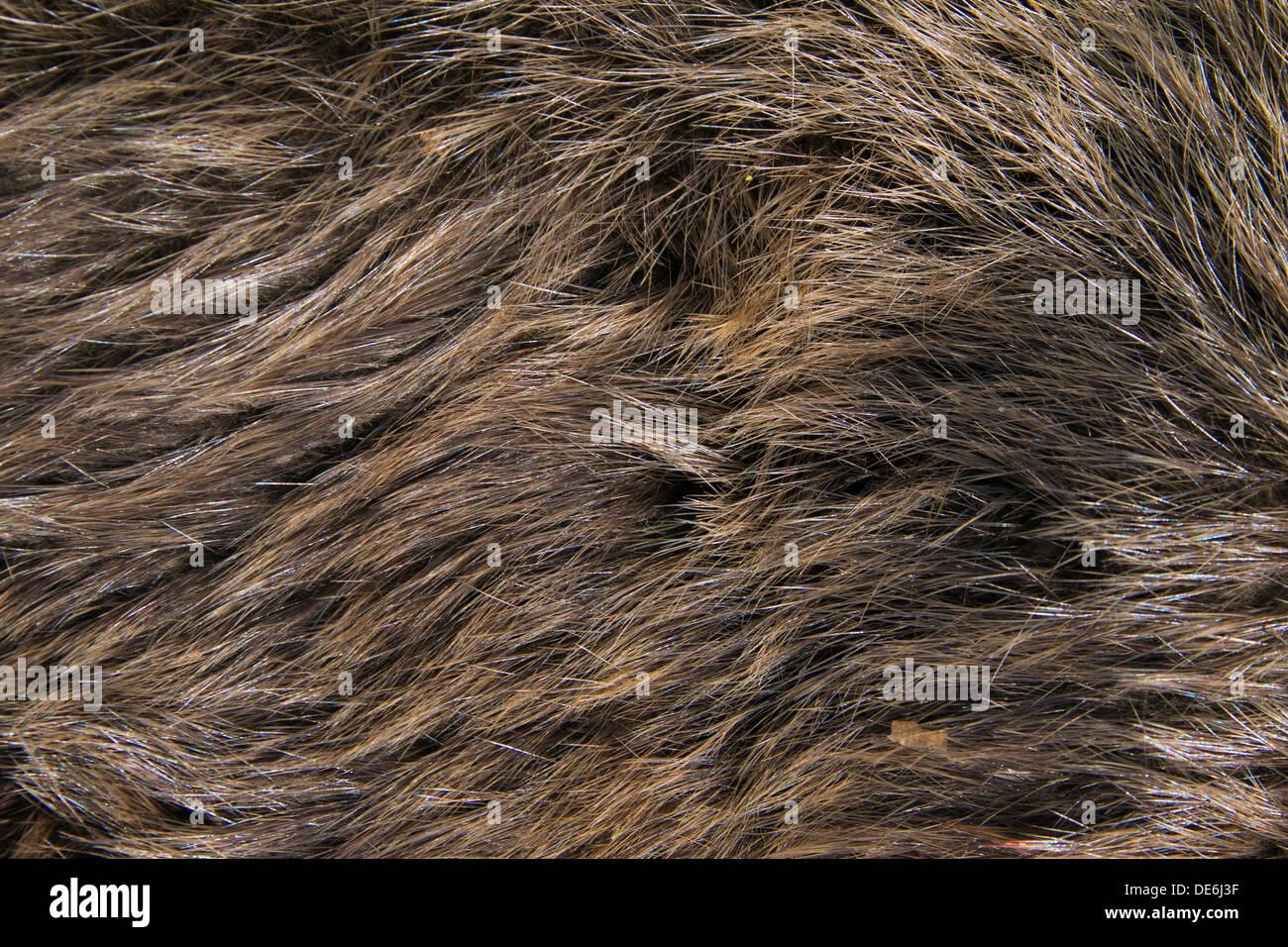 Europäischer Biber (Castor Fiber) Nahaufnahme von braunem Fell Stockfoto