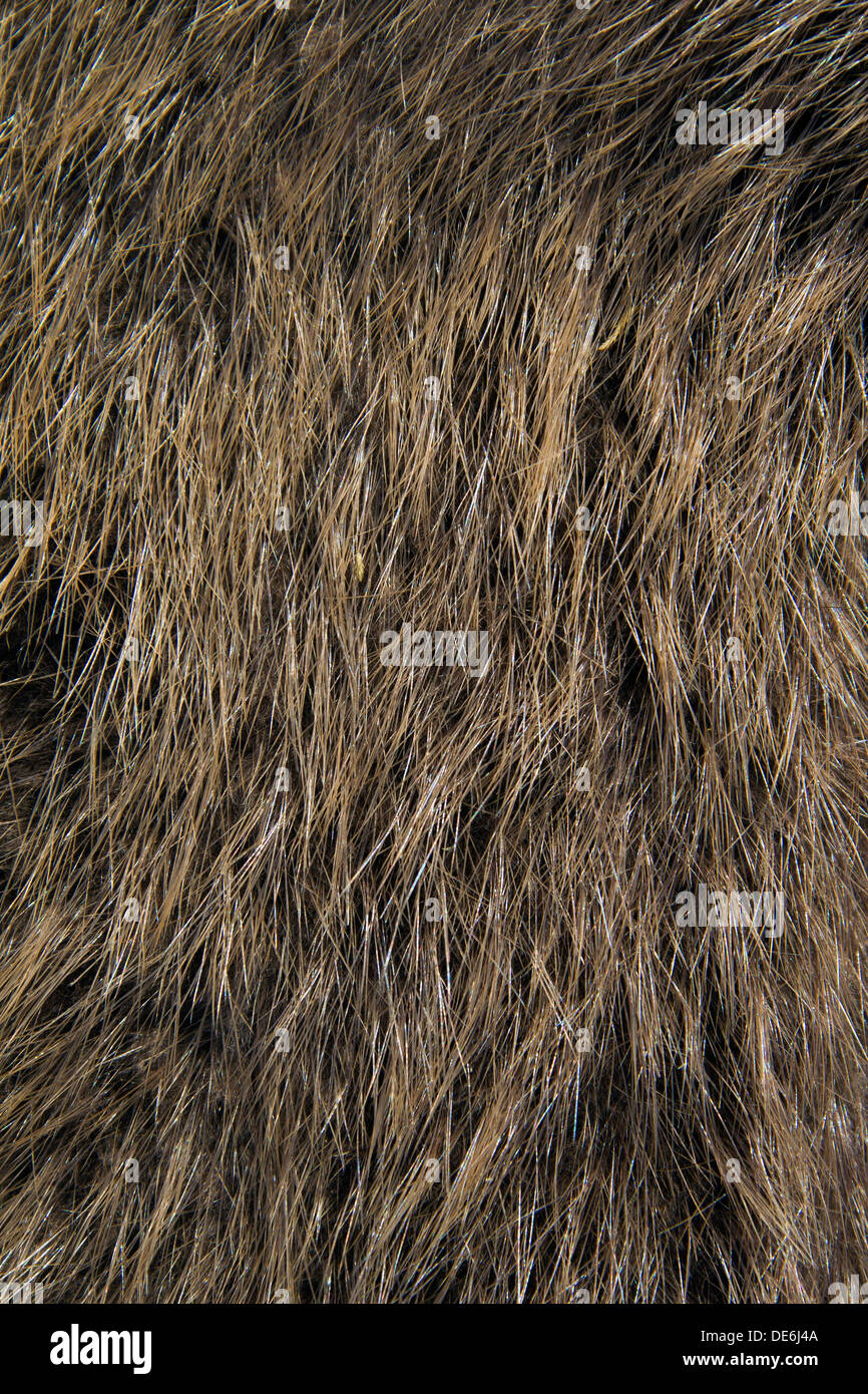 Europäischer Biber (Castor Fiber) Nahaufnahme von braunem Fell Stockfoto