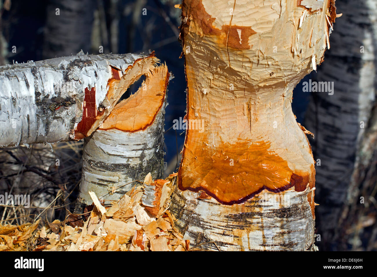 Hackschnitzel um Birke zeigen Schäden durch nagen von Eurasische Biber (Castor Fiber) Stockfoto