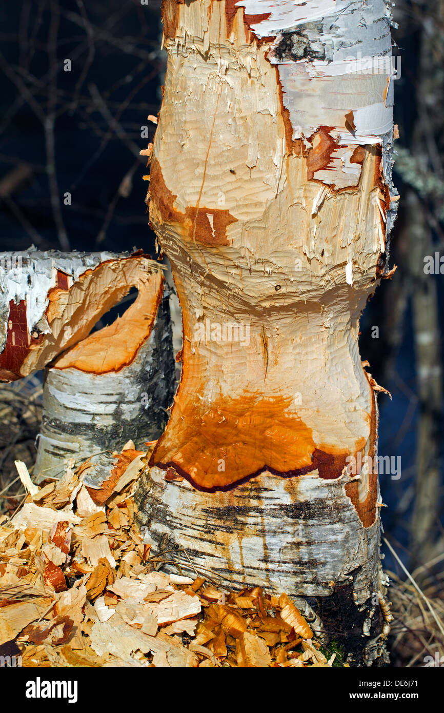 Hackschnitzel um Birke zeigen Schäden durch nagen von Eurasische Biber (Castor Fiber) Stockfoto