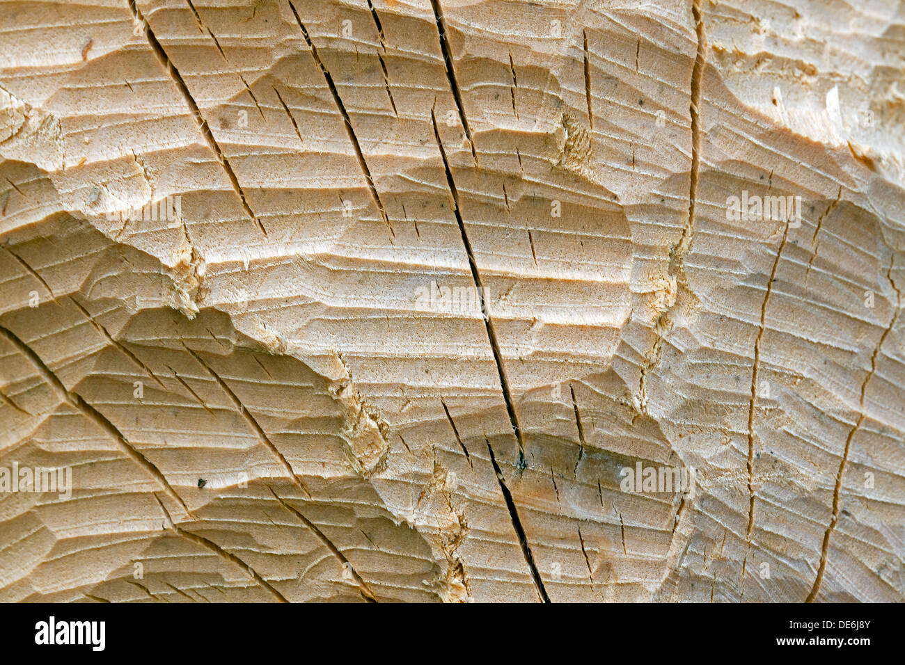 Eurasische Biber (Castor Fiber) Zahnabdrücke auf Birke Baumstamm Stockfoto