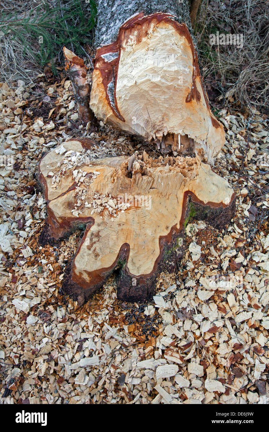 Holz-Chips und Zähne Markierungen auf Baum gefällt durch die Eurasische Biber (Castor Fiber) Stockfoto