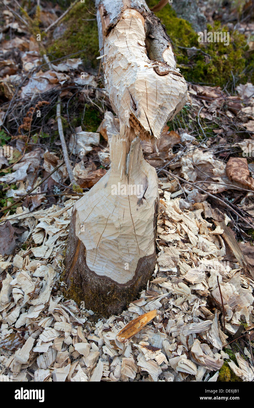 Holz-Chips und Zähne Markierungen auf Baum gefällt durch die Eurasische Biber (Castor Fiber) Stockfoto