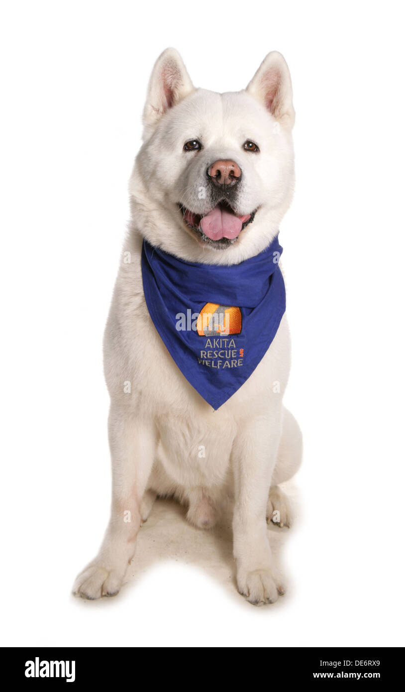 Japanese Akita alleinstehende Erwachsene sitzen in einem studio Stockfoto