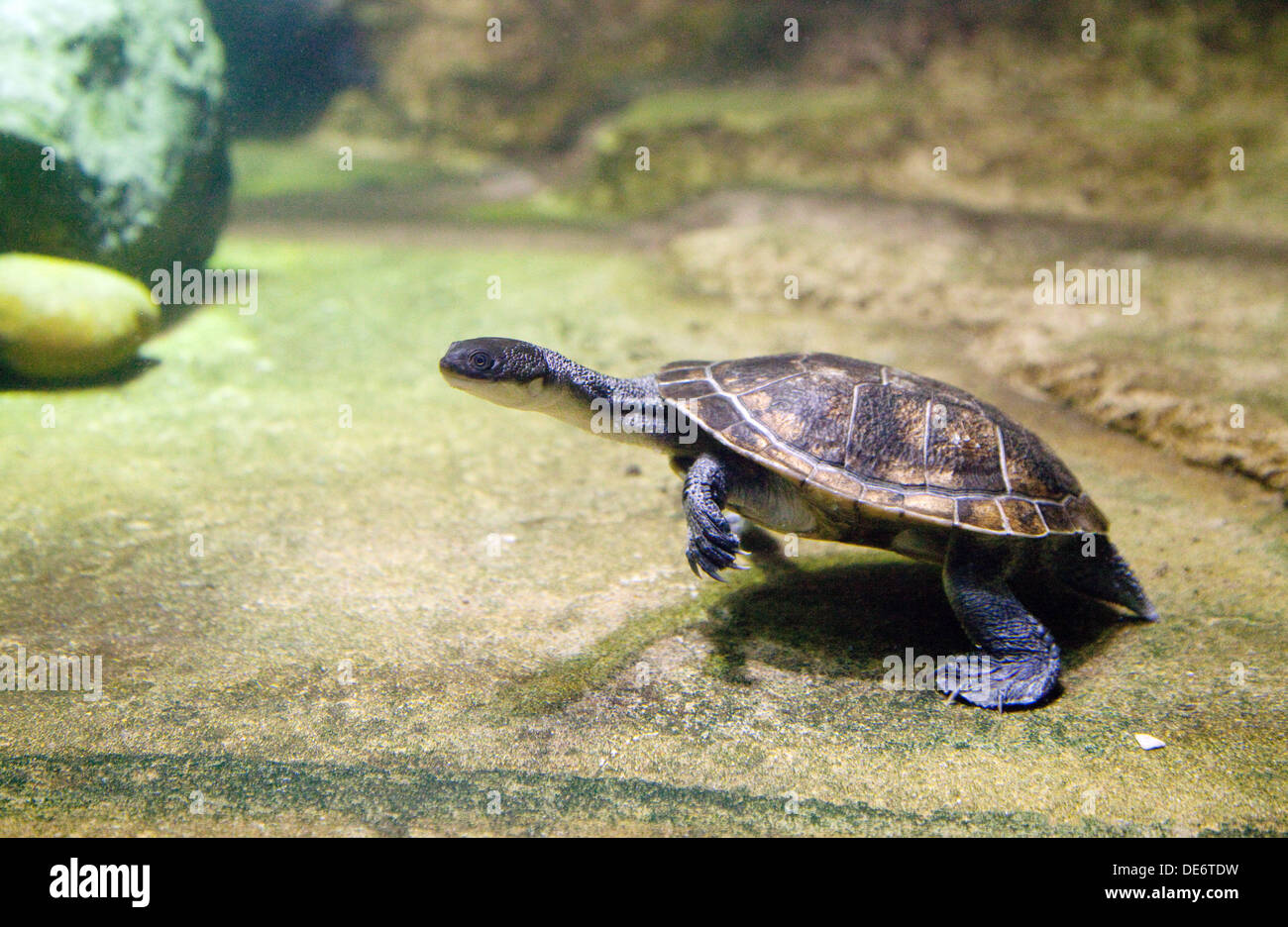 Roti Island Schlange Necked Turtle, -Chelodina McCordi, von Roti Island, Indonesien Stockfoto