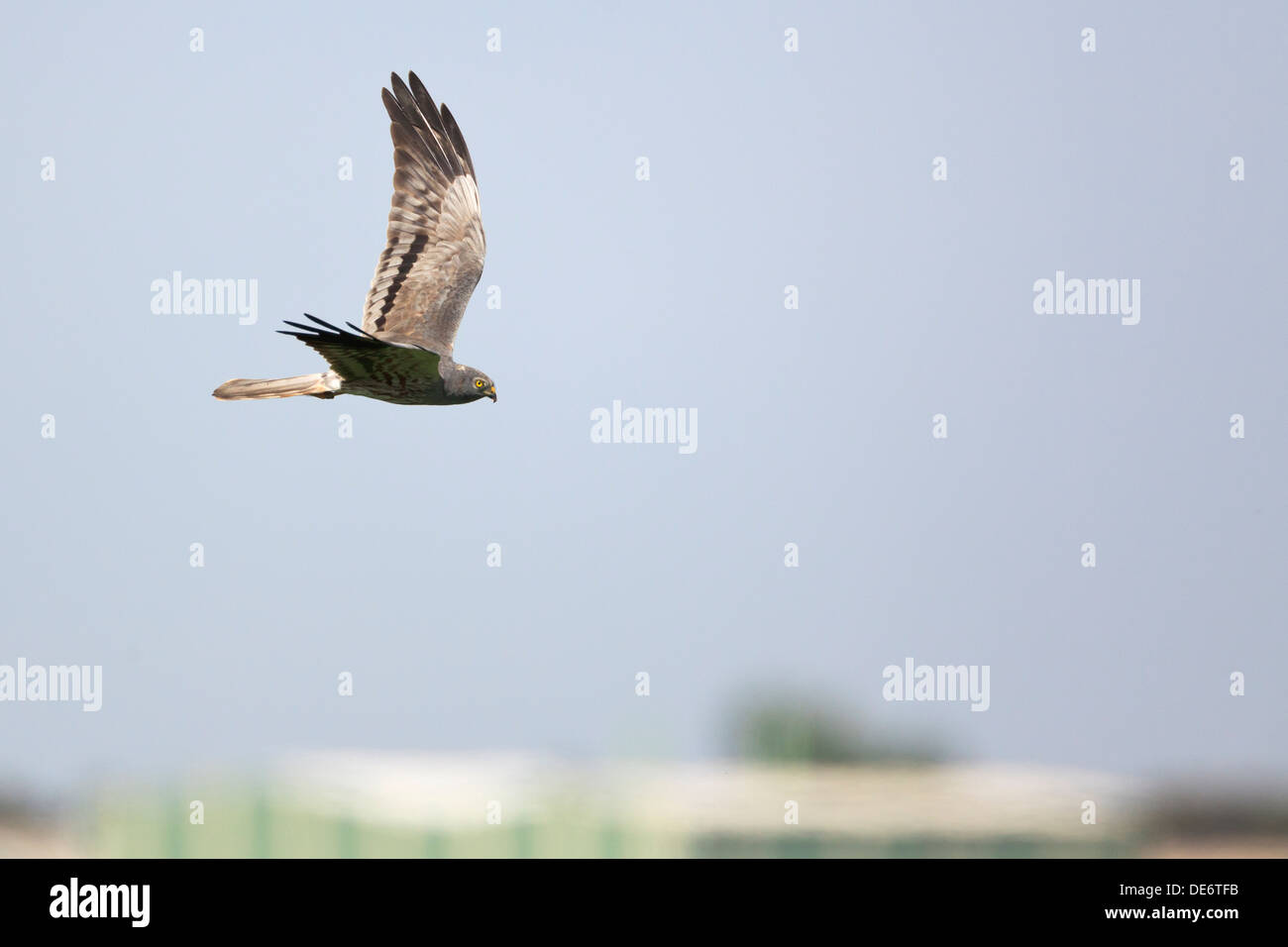 Männchen der Wiesenweihen (Circus Pygargus) im Flug. Lleida. Katalonien. Spanien. Stockfoto