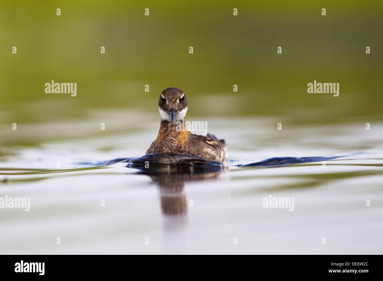 Red-necked Phalarope Phalaropus Lobatus, Shetland, Scotland, UK Stockfoto