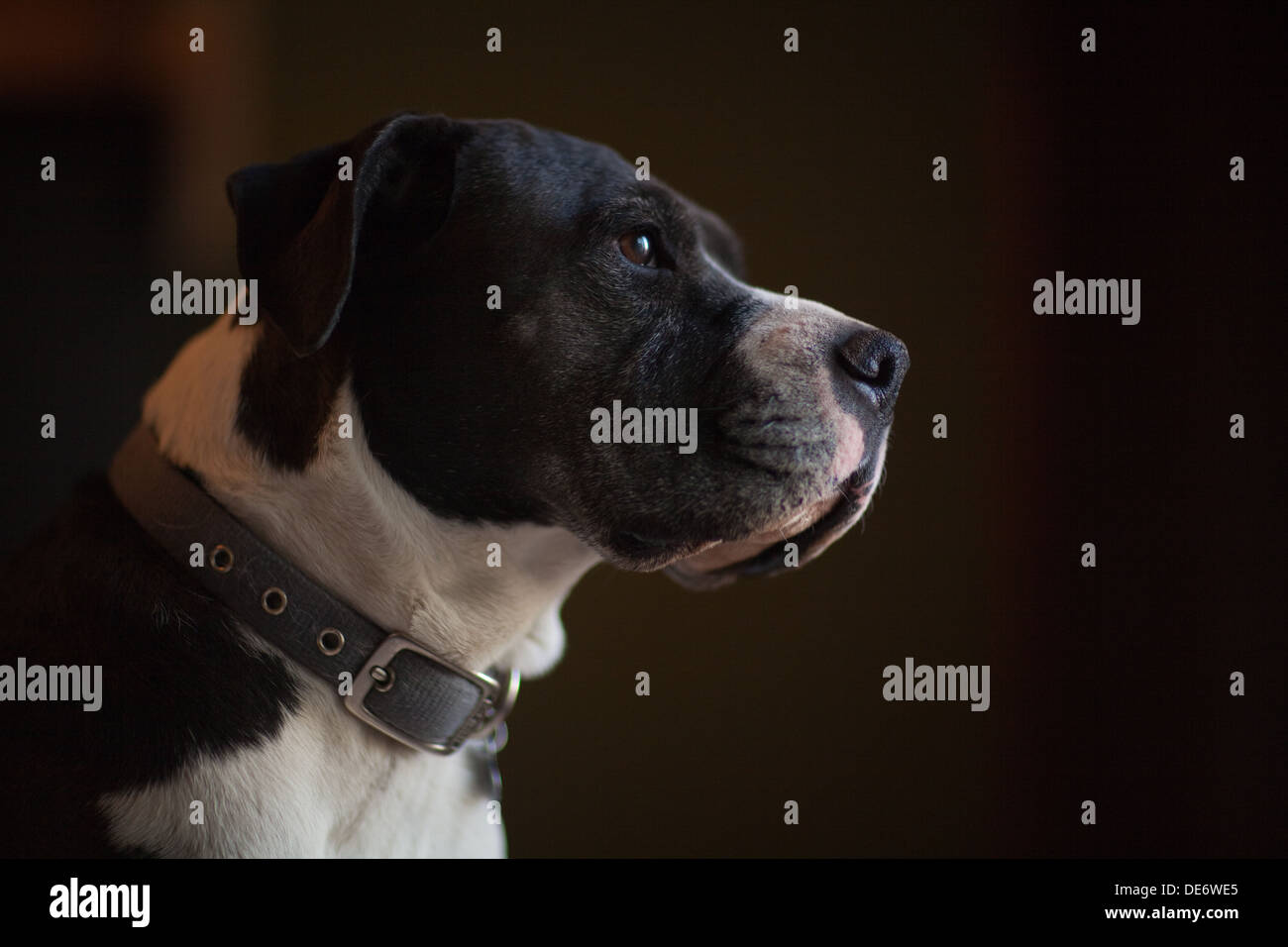Großen Boxer und Pitbullmix Hund schaut aus dem Fenster warten auf