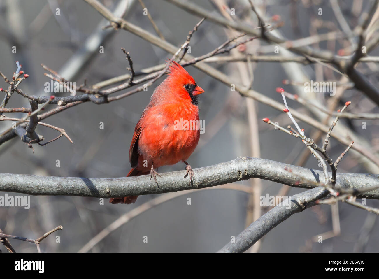 Nördlichen Kardinal männlich Stockfoto