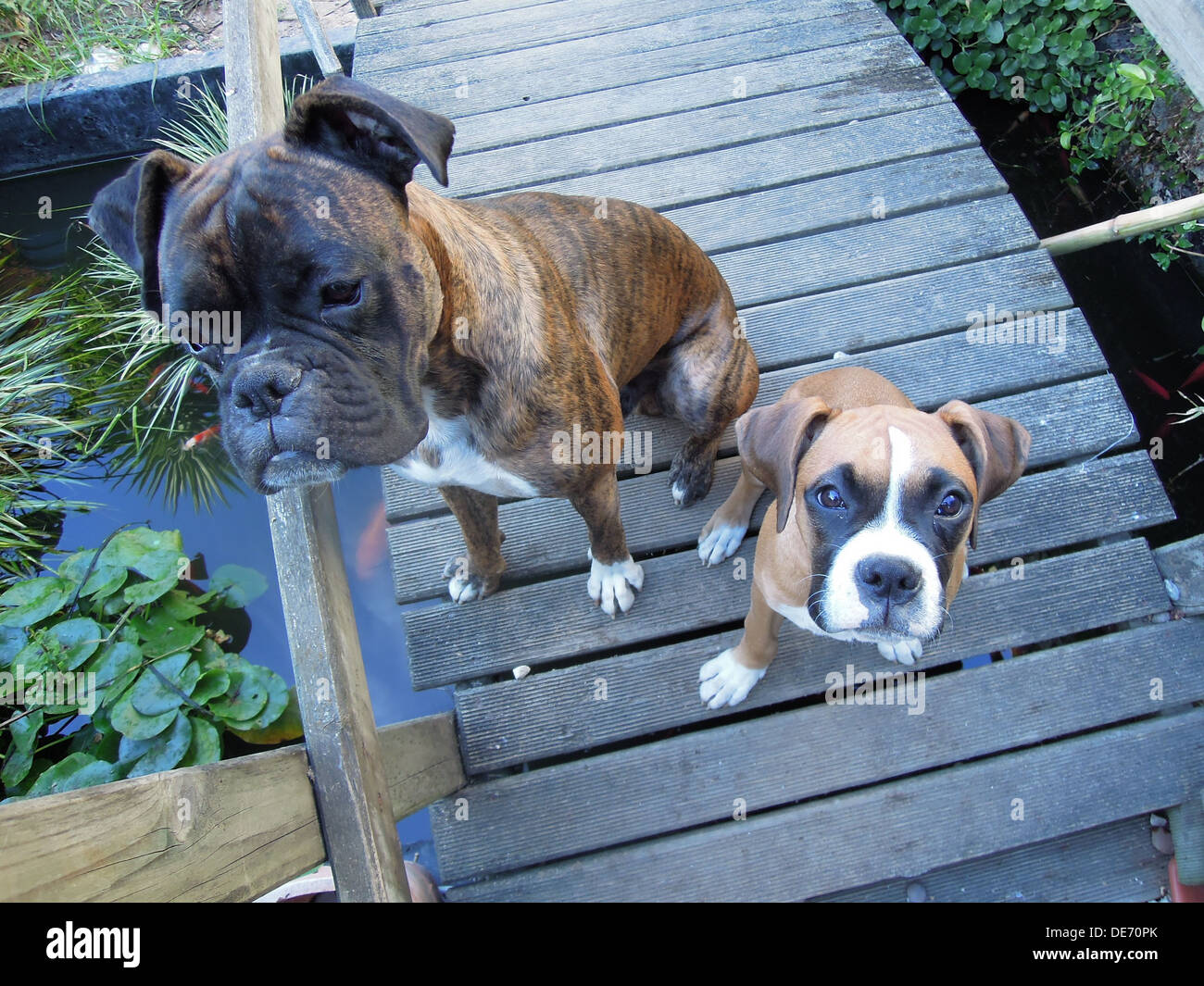 zwei Boxer-Hunde sitzen auf der Holzbrücke in der Garten ist ein Welpe Stockfoto