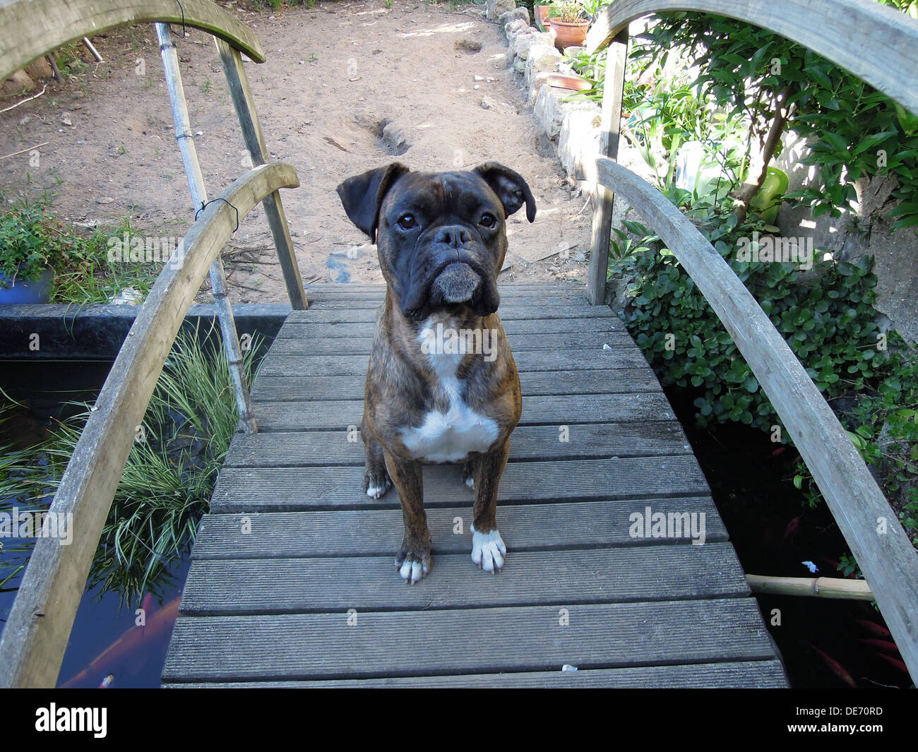 einen männlichen jungen Boxer Hund sitzt auf der Holzbrücke im Garten Stockfoto