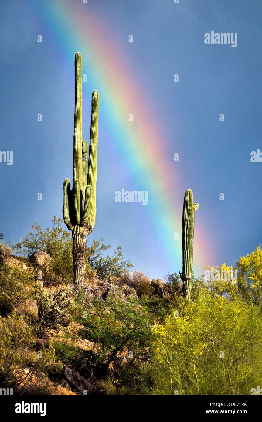 Wüste von Arizona Regenbogen Saguaro Kaktus Stockfoto