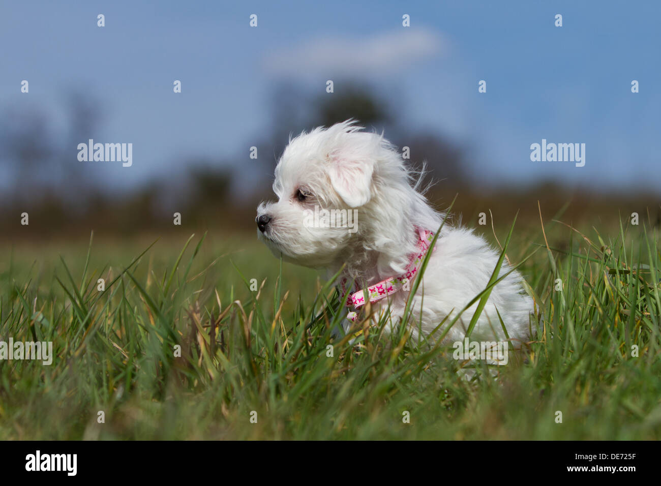 Cute verloren Malteser Welpen Hund sitzt lange Gras Stockfoto