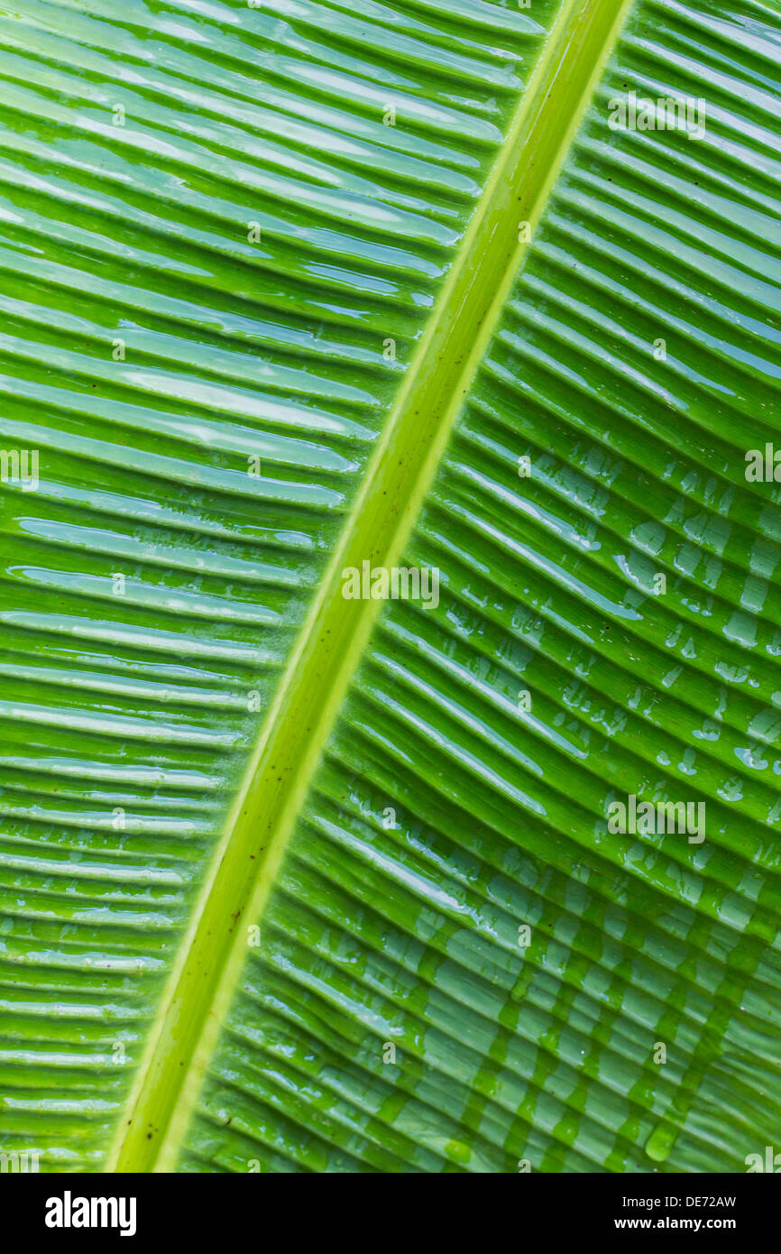 Banana Leaf Nahaufnahme Stockfoto