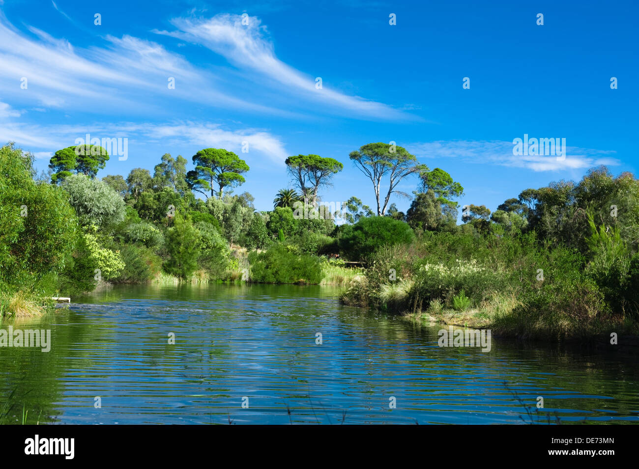 Australische grüne Parklandschaft mit schönem Baumbestand und Teich Stockfoto