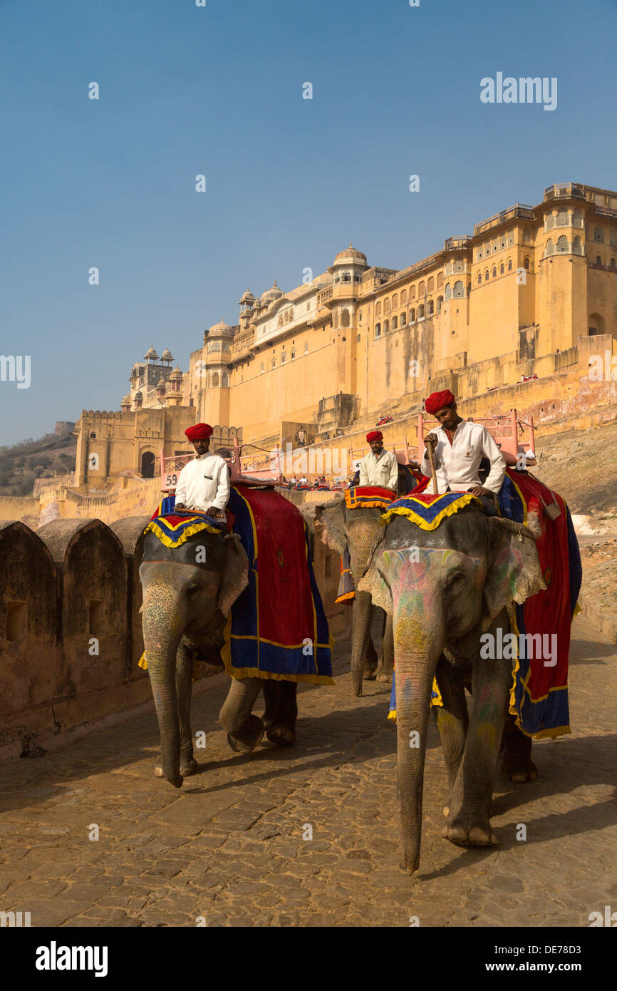 Indien, Rajasthan, Jaipur, Elefanten im amber fort Stockfoto