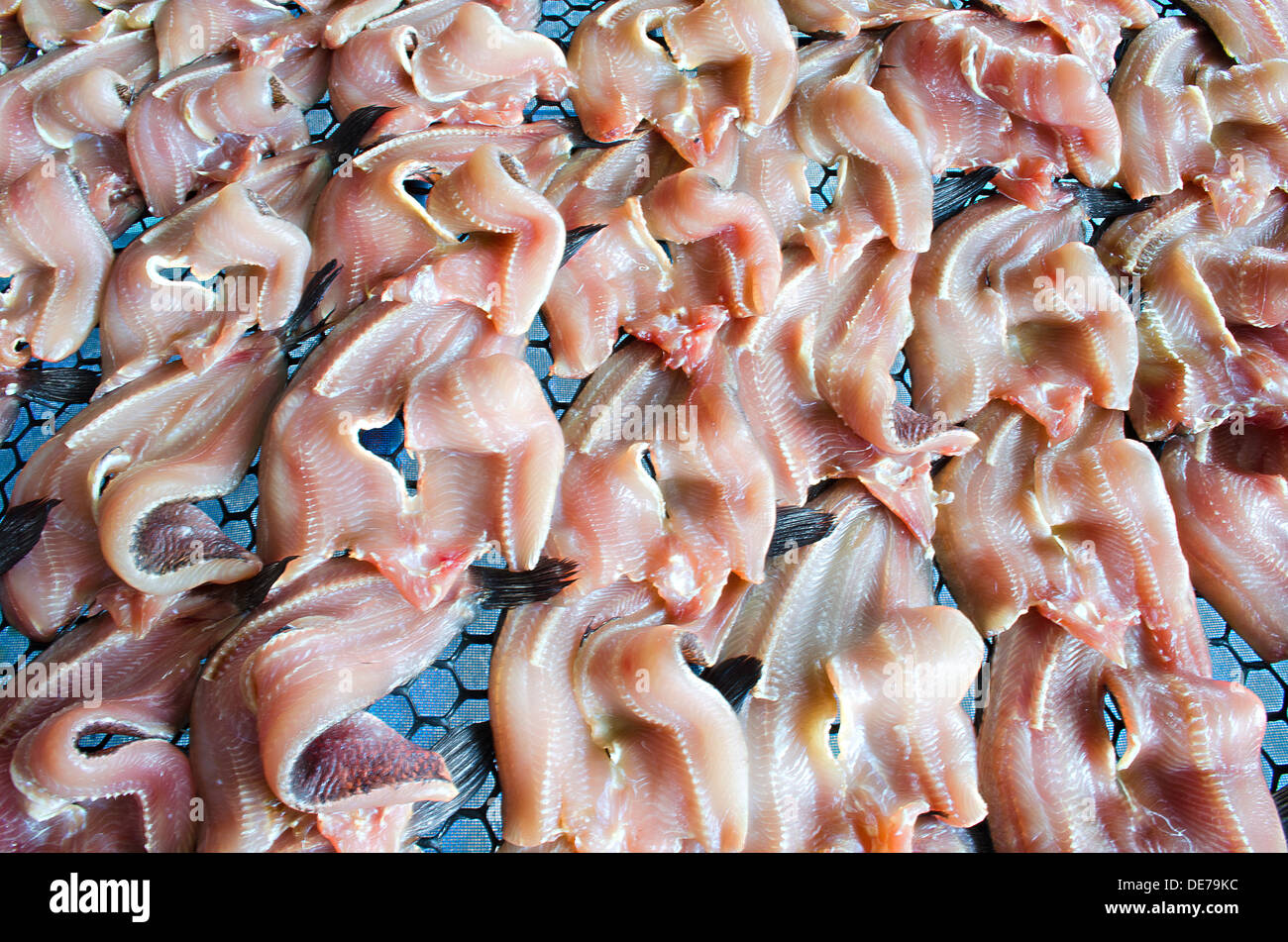 Die Erhaltung der Trockenfisch Schlangenkopf mit Sonne. Stockfoto