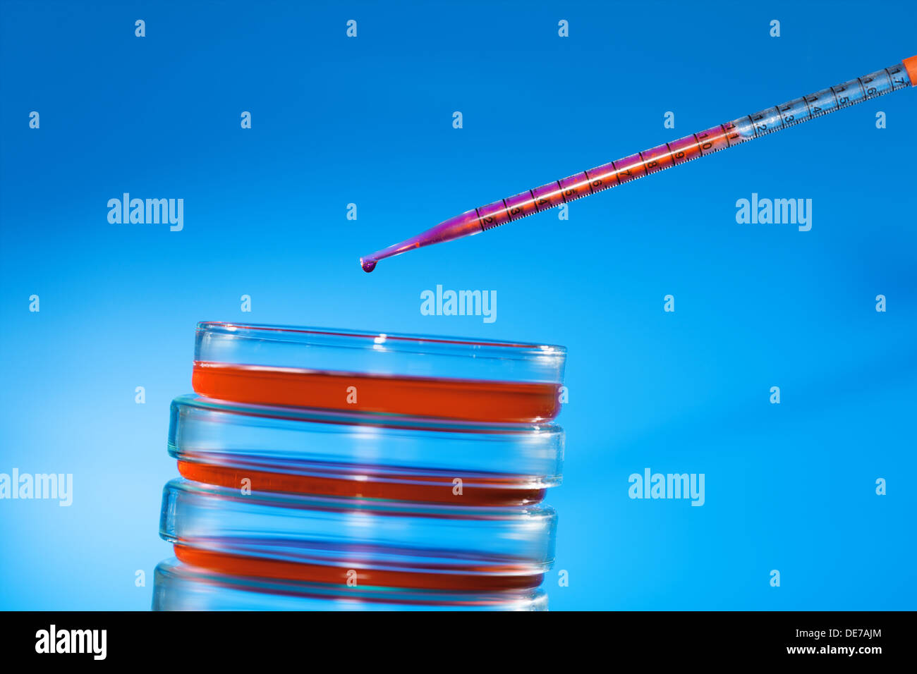 Pipette und Petrischale Stockfoto