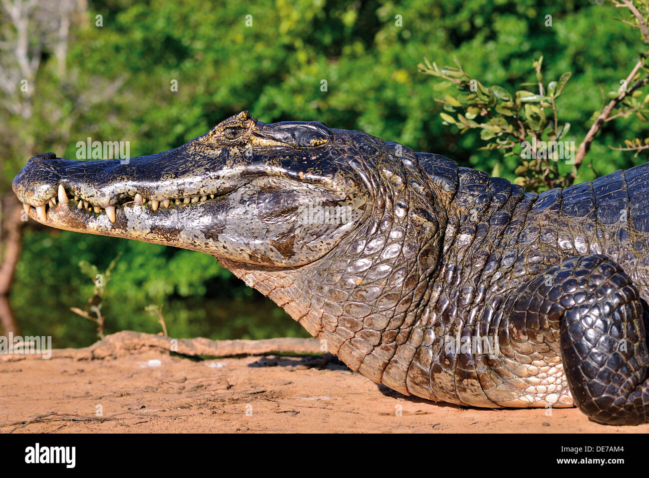 Brasilien, Pantanal: Enorme Yacare Kaiman am Ufer des Rio Claro Stockfoto