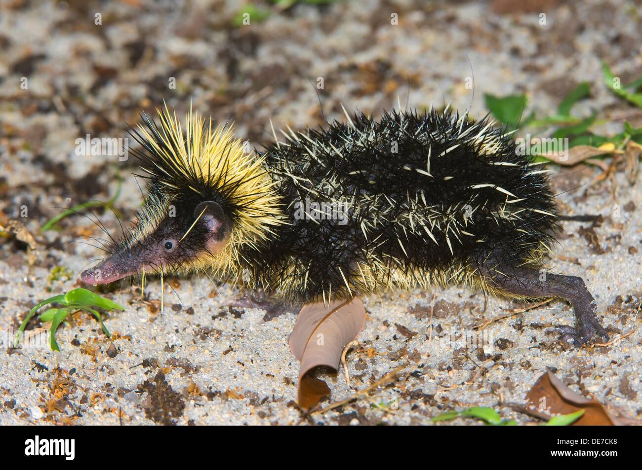 Tiefland Gestreift Tenrec Hemicentetes Semispinosus Madagaskar Stockfotografie Alamy