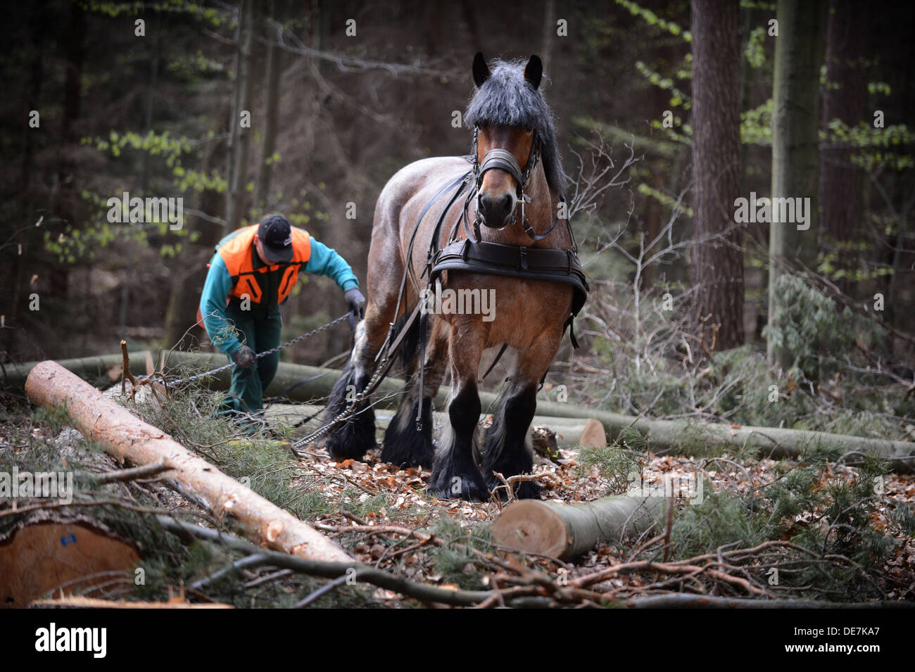 Eberswalde, Deutschland, Holzruecker in den Wäldern bei Arbeiten mit einem Rueckepferd Stockfoto