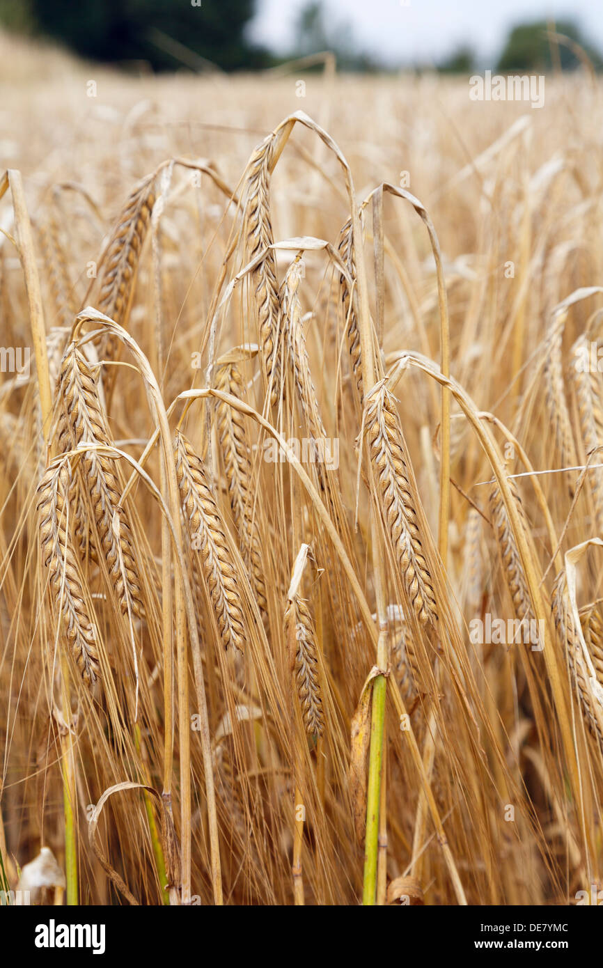 Nahaufnahme von einem Maisfeld reife Getreide Gerste (Hordeum vulgare) im Spätsommer in Kent, England, UK, Großbritannien Stockfoto