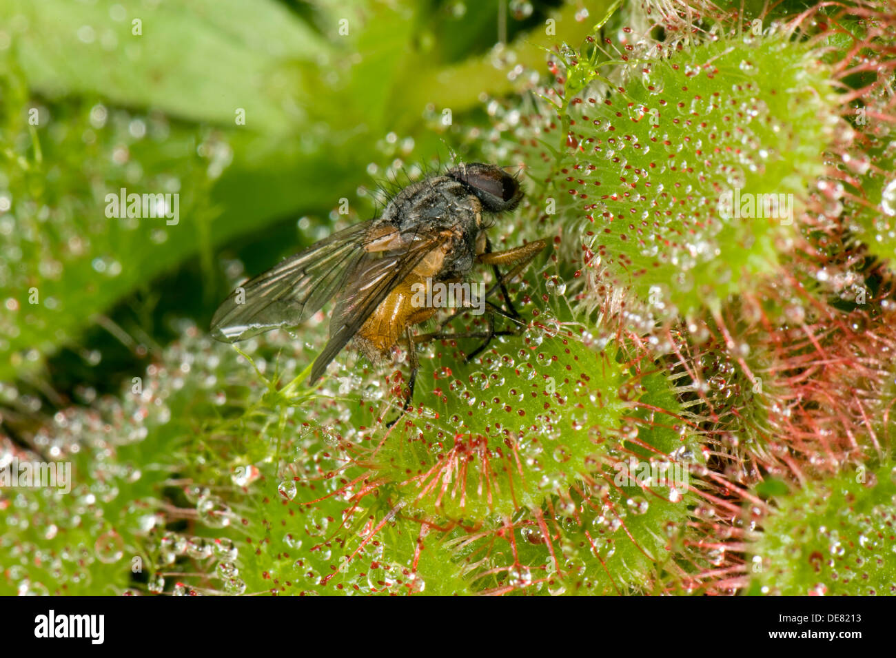 Eine Fliege gefangen auf der klebrigen Haaren ein Sonnentau, Drosera Aliciae, eine Carniverous Pflanze von Mooren und Sümpfen Stockfoto