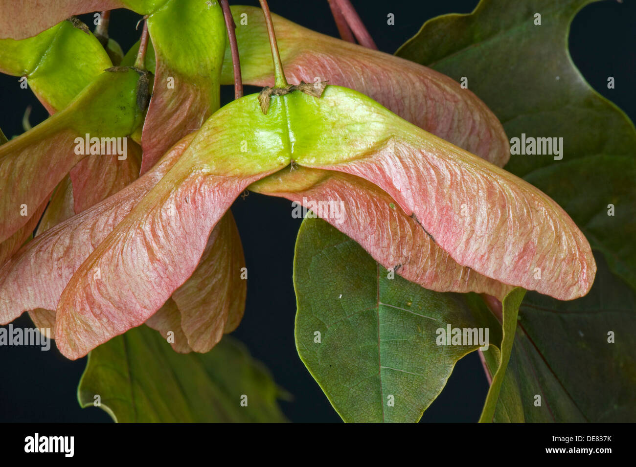 Samen, Hubschrauber oder Tasten und ornamentalen roten rotblättrige Ahorn, Acer, Stockfoto