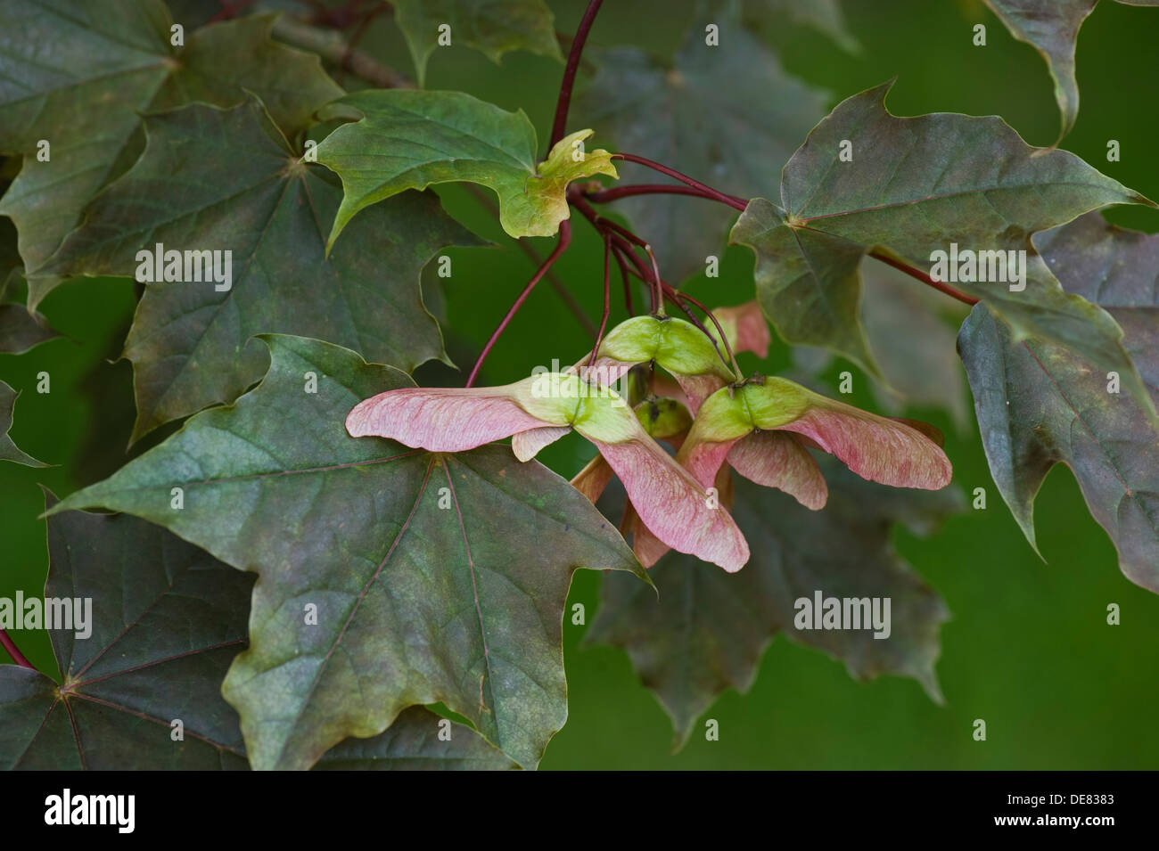 Samen, Hubschrauber oder Tasten und ornamentalen roten rotblättrige Ahorn, Acer, Stockfoto