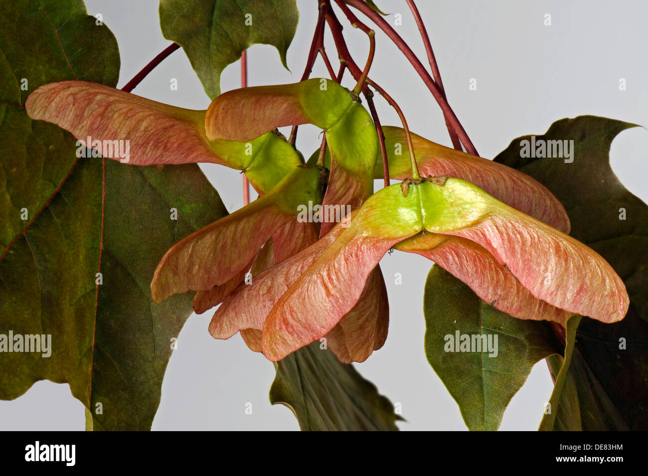 Samen, Hubschrauber oder Tasten und ornamentalen roten rotblättrige Ahorn, Acer, Stockfoto