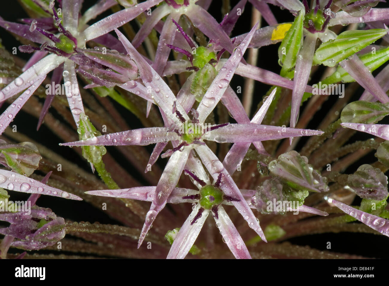 Stern von Persien, Allium Cristophii, Röschen Stockfoto
