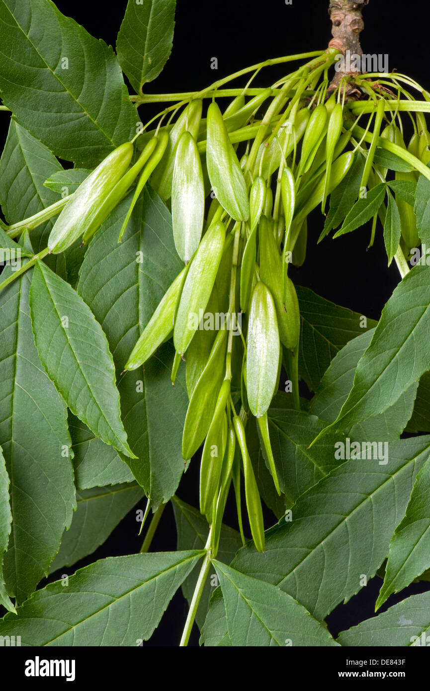 Samen oder Früchte einer Esche, Fraxinus Excelsior, bekannt als Schlüssel Stockfoto