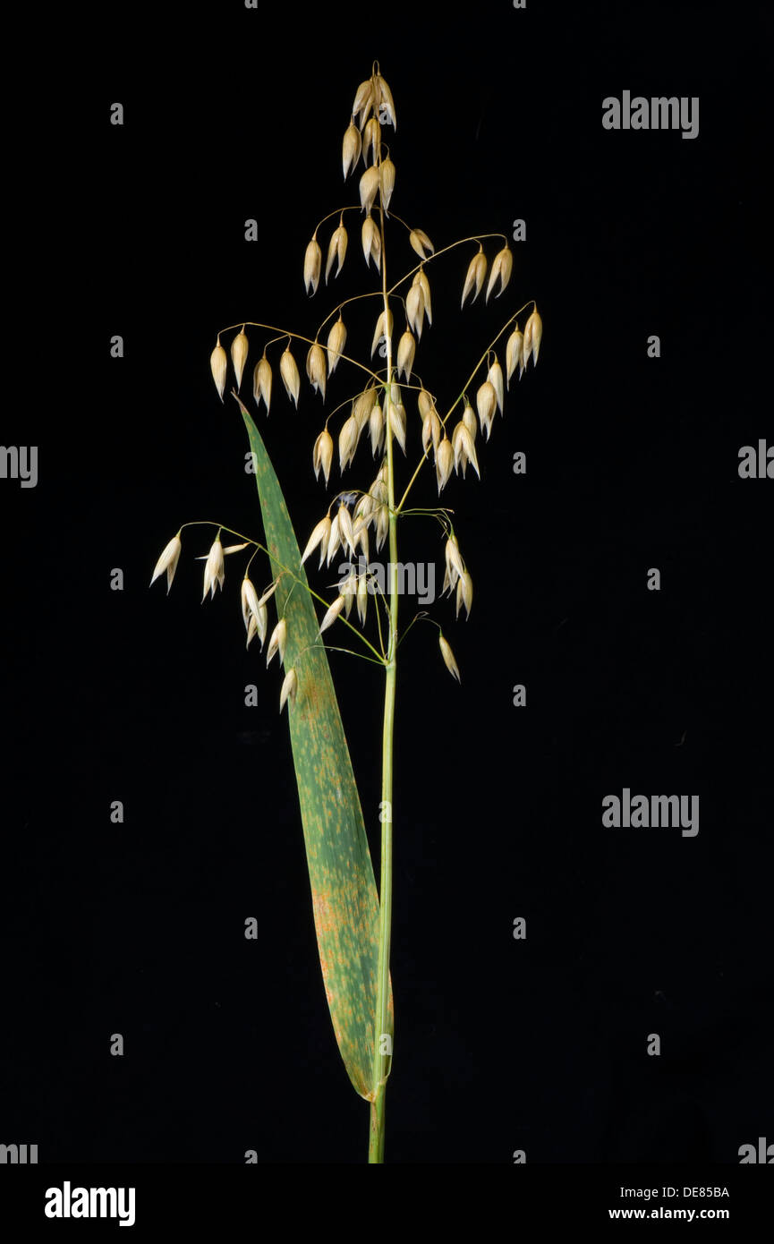 Hafer-Krone Rost, Puccinia Coronata, auf Hafer Fahnenblatt Stockfoto