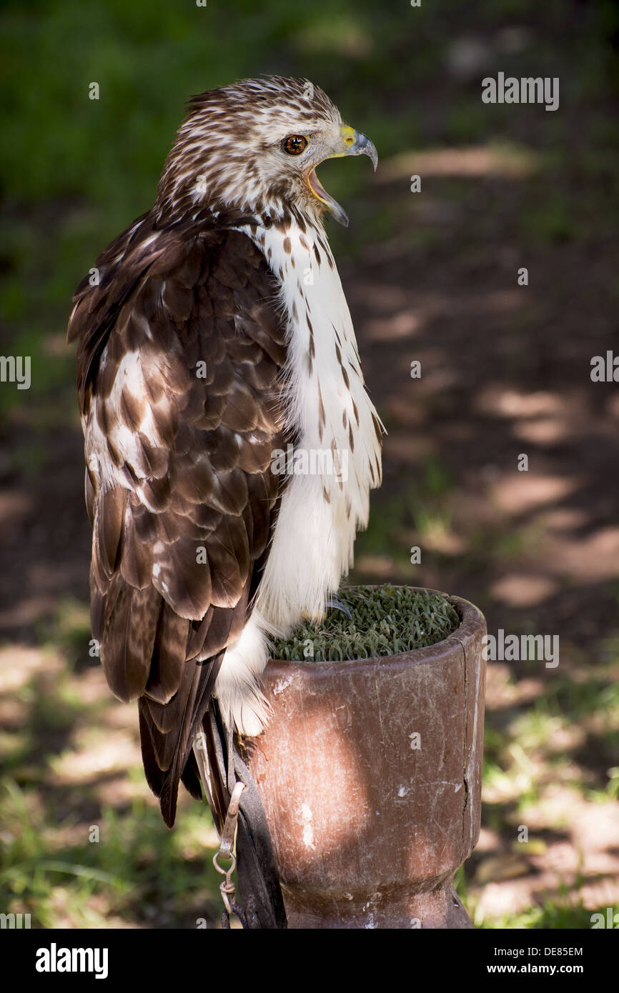 Rot - angebundener Falke (Buteo Jamaicensis). Porträt voller Größe. Stockfoto