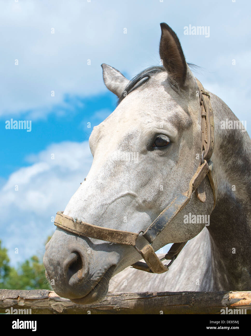 Deutschland, Hessen, dappled grauen Pferd, Nahaufnahme Stockfoto