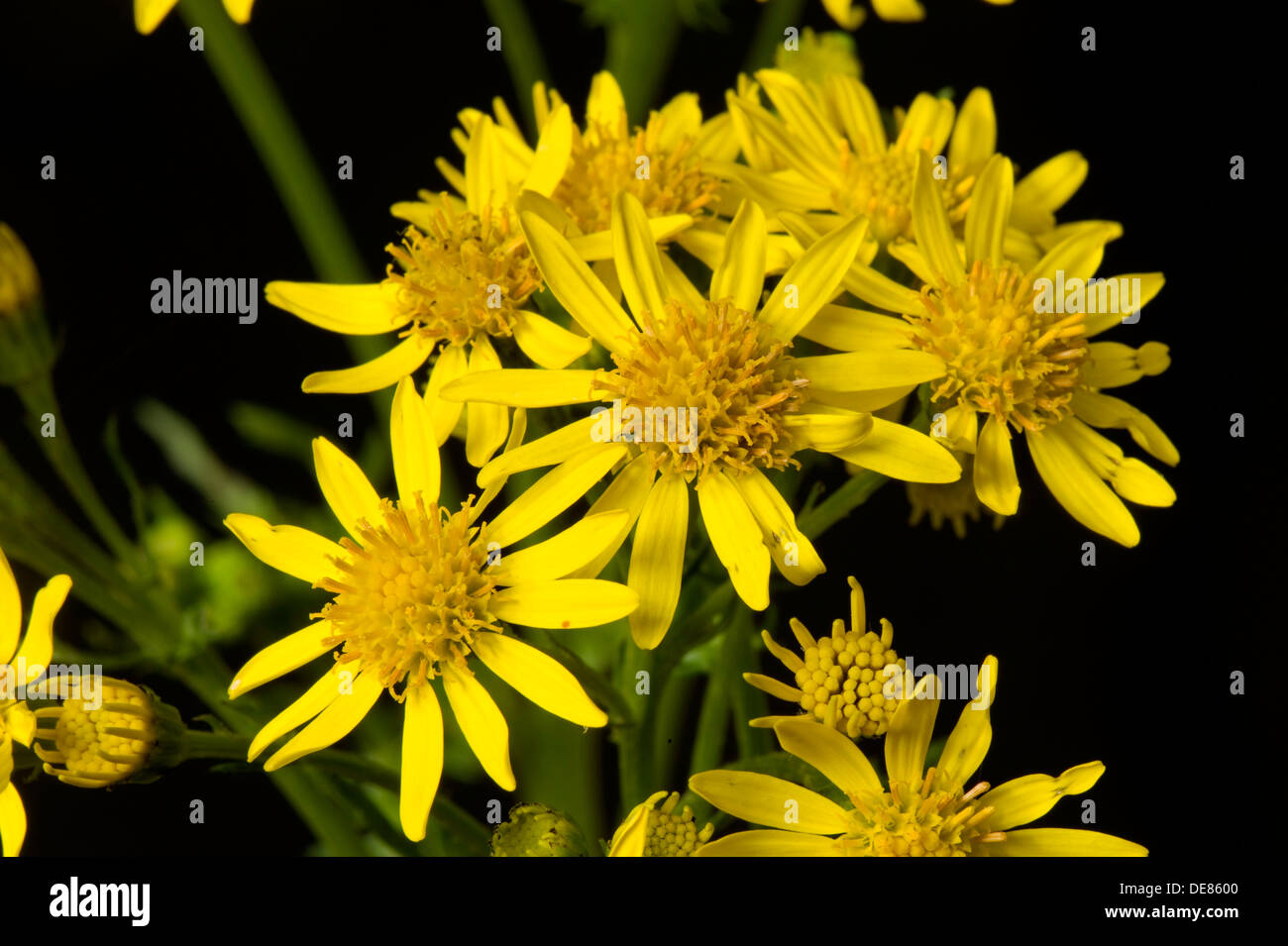 Kreuzkraut, Jacobaea Vulgaris, Blumen Stockfoto