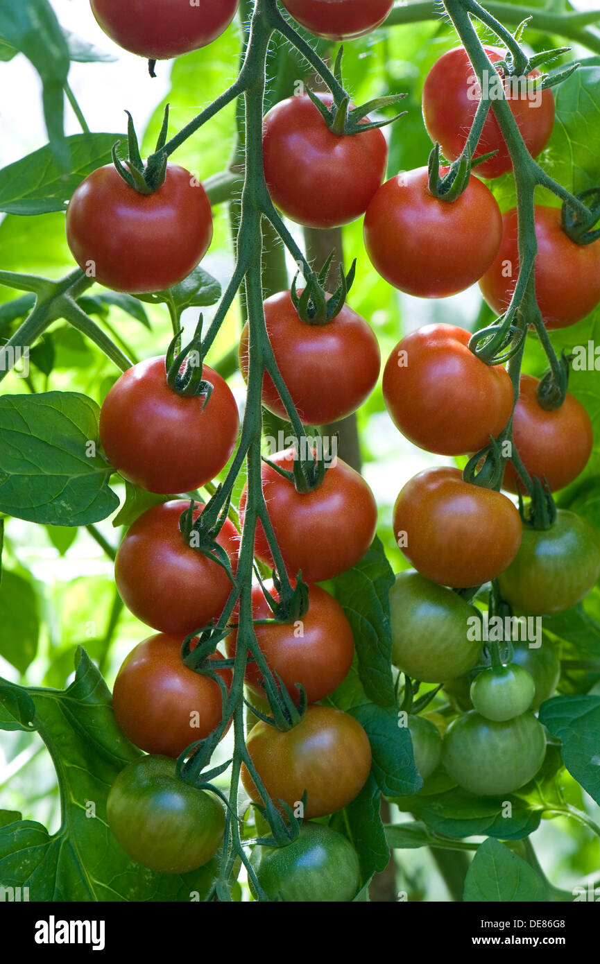 Reifende Fachwerk Gewächshaus gewachsen Gärtners Freude Cherry-Tomaten Stockfoto