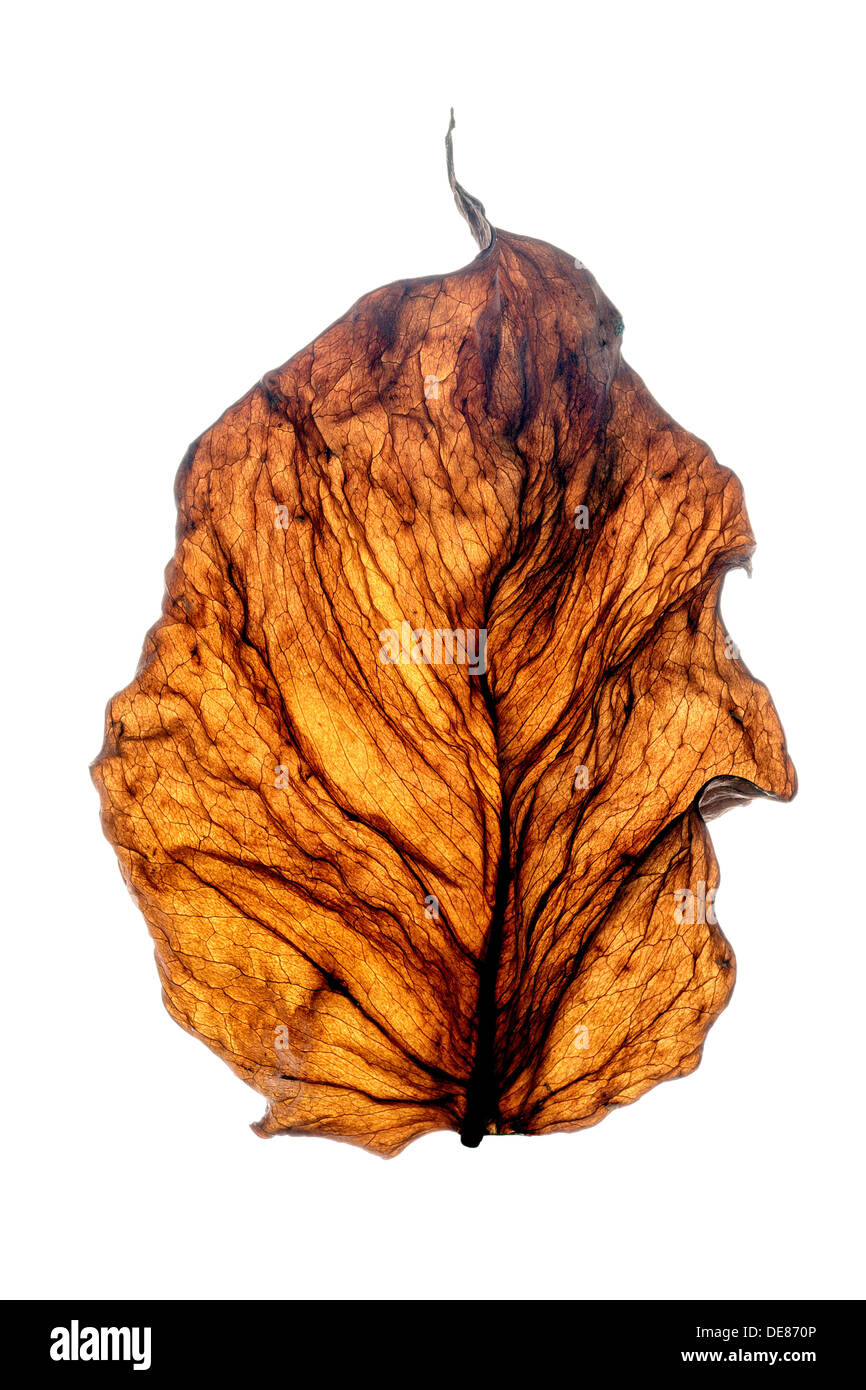 welkes Blatt, eine zarte Muster der Venen. Stockfoto