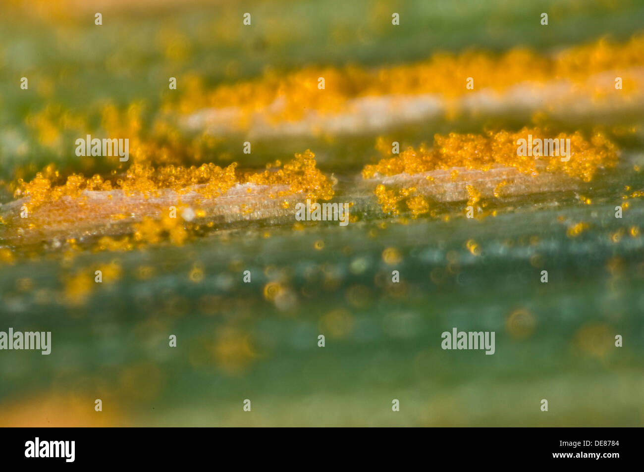 Mikrophotographie Hafer Krone Rost, Puccinia Coronata, Pusteln auf eine Hafer-Blatt Stockfoto